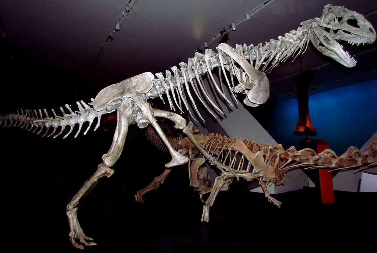 【恐竜】マジュンガサウルスの歯【化石】No.3