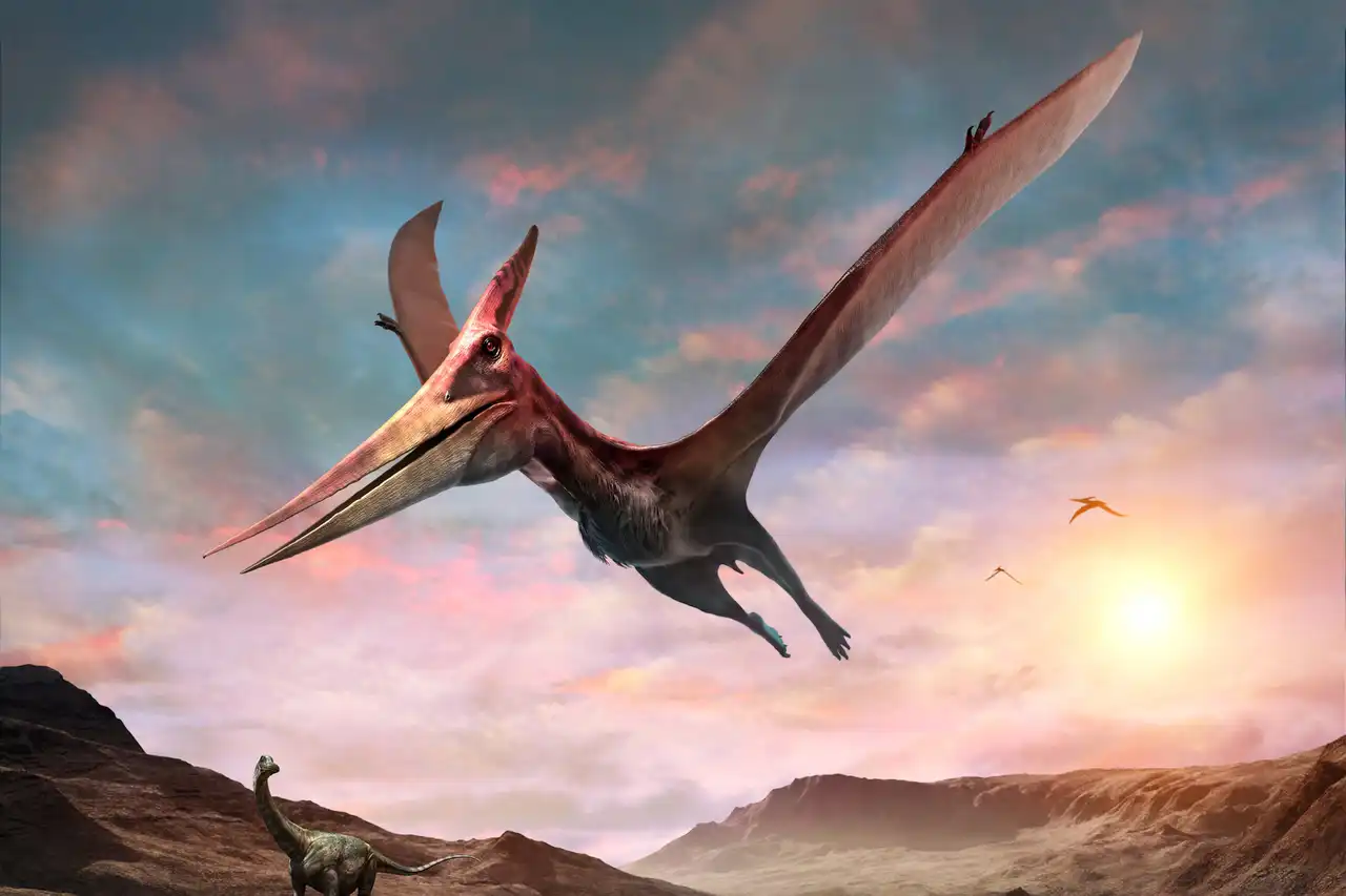 プテラノドン（Pteranodon） | 探そう！好きな恐竜
